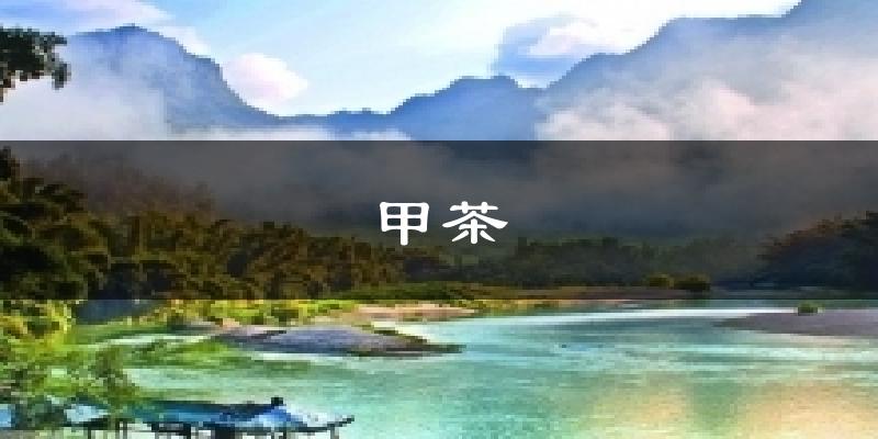 甲茶今日天气